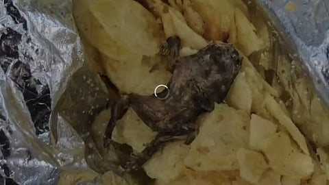 found-dead-frog-from-potato-chips-packet