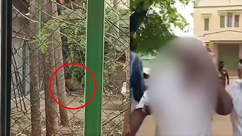 leopard tamilnadu