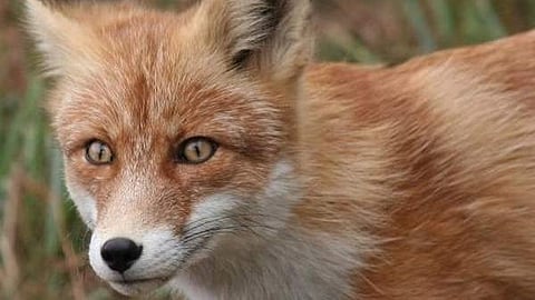 fox attack