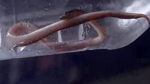 snake bite