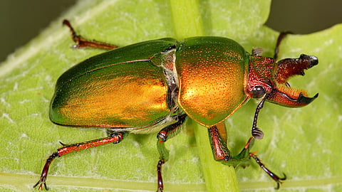 Stag Beetle World's Most Expensive Insect