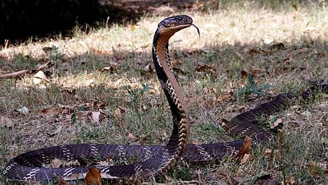 Everything You Need to Know About Snakebites