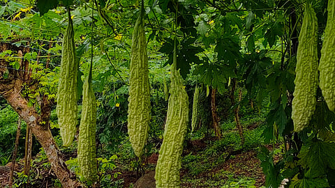 bitter gourd