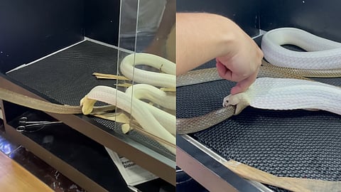 Rare white king cobra