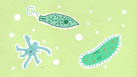 Amoebic encephalitis