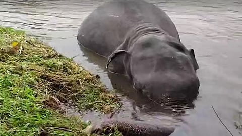elephant