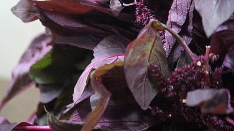 red spinach