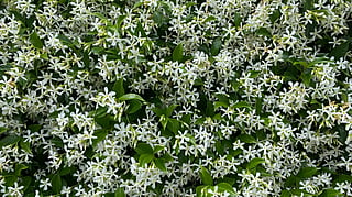 jasmine