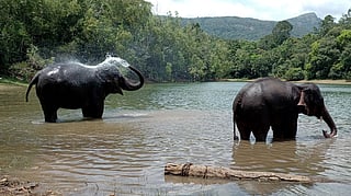 elephant day