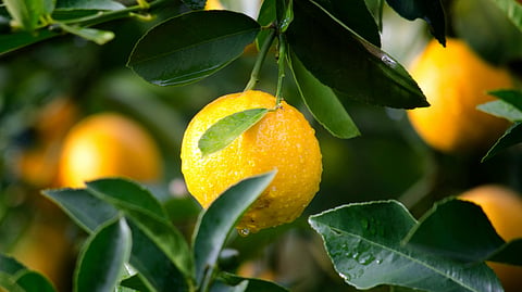 lemon