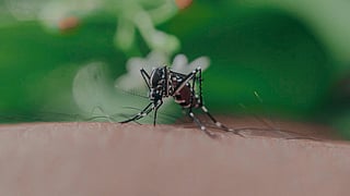 mosquito bite