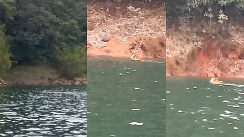 Tiger reached Kakkayam Dam, swimming through the water viral video