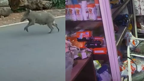 pig attack