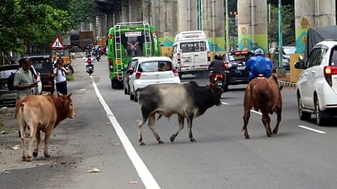 COW