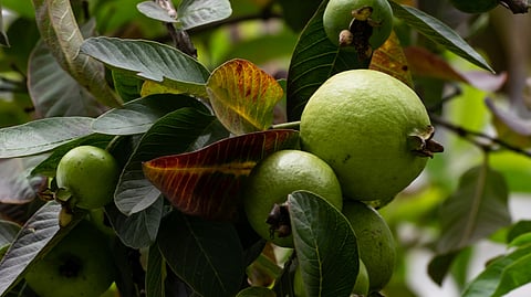 guava