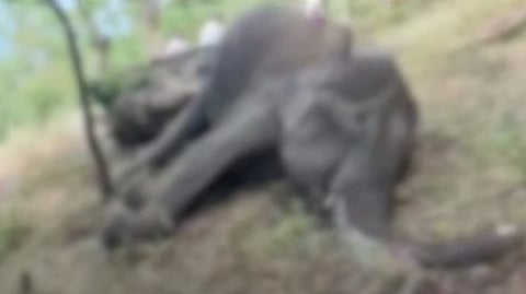 WILD ELEPHANT DIED DUE TO ELECTROCUTION