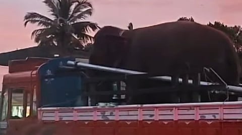Elephant
