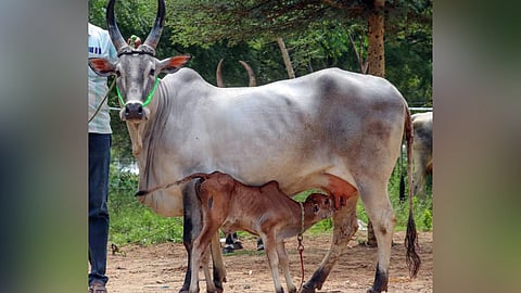 cow