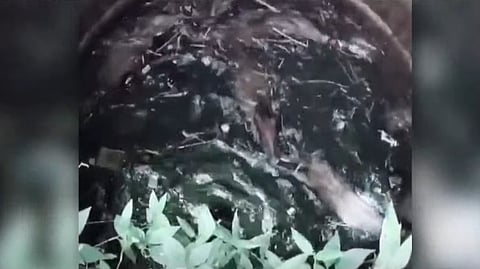 wild pigs