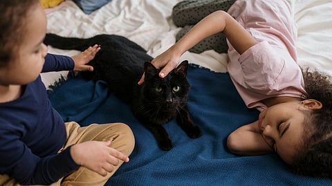 cats