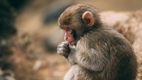 monkey