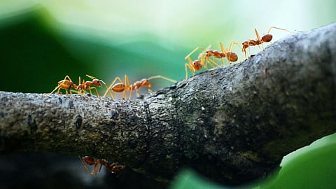 ant
