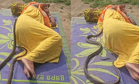 huge snake