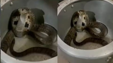 Snake