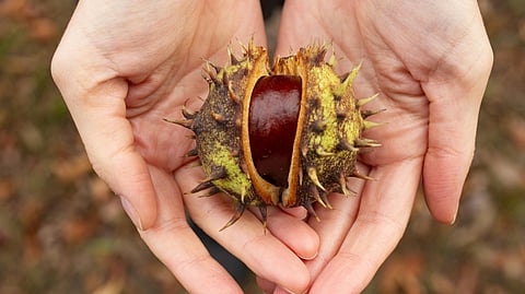chestnut