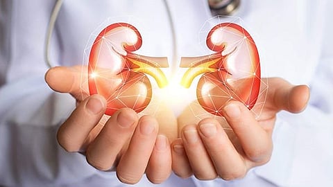kidney