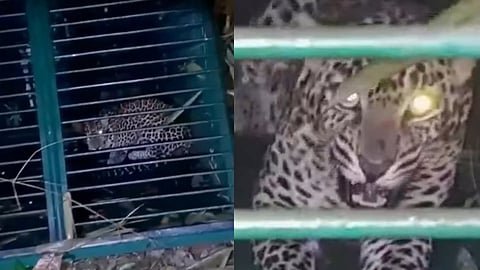 leopard