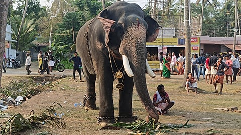 Elephant