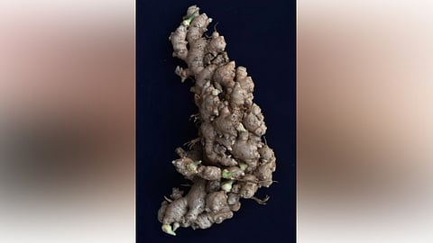 new ginger variety