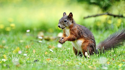Squirrels