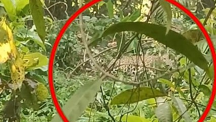 leopard caught