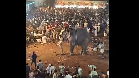 elephant