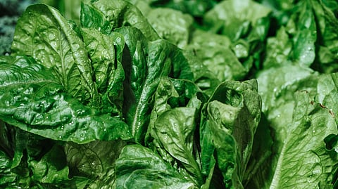 Amity University's spinach callus tissue grows in space