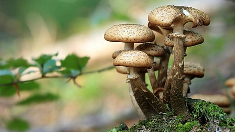 mushroom
