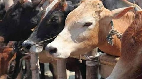 ഗര്ഭിണിയായ പശുവിന്റെ അകിട് വീണ്ടും അറുത്തു; കിടാവിനെ പുറത്തെടുത്ത് വയലില് തള്ളി
