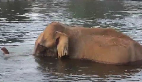 athirappilly injured elephant update