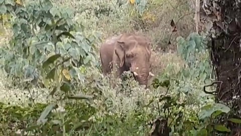 Elephant