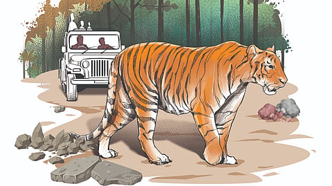 Tiger Attack