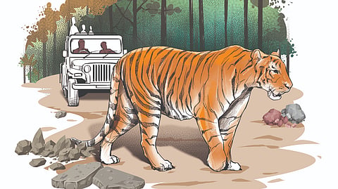 tiger attack