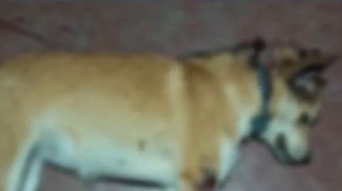 Dog