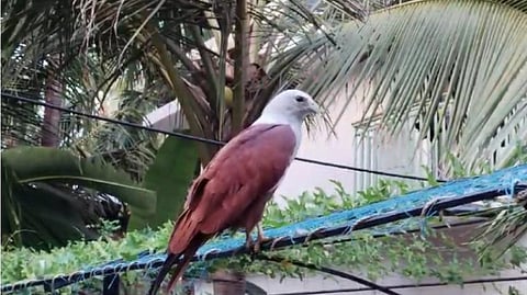 falcon