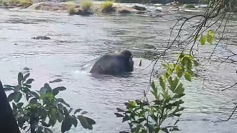 ATHIRAPPILLY ELEPHANT