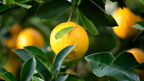 lemon water