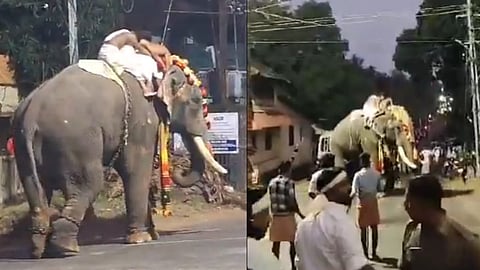 Elephant