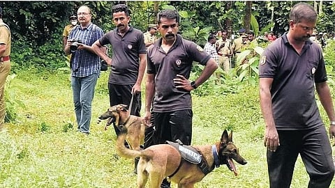 Cadaver dogs