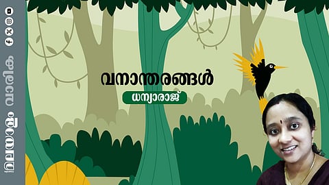 ധന്യാരാജ് എഴുതിയ കഥ 'വനാന്തരങ്ങള്'